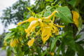 Ylang Ylang Flowers