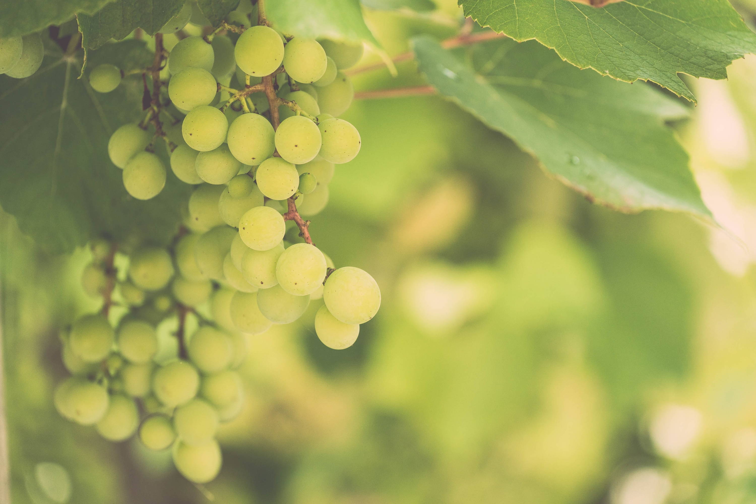 Close up of Sauvignon blanc grape vine showing its green-skinned properties .