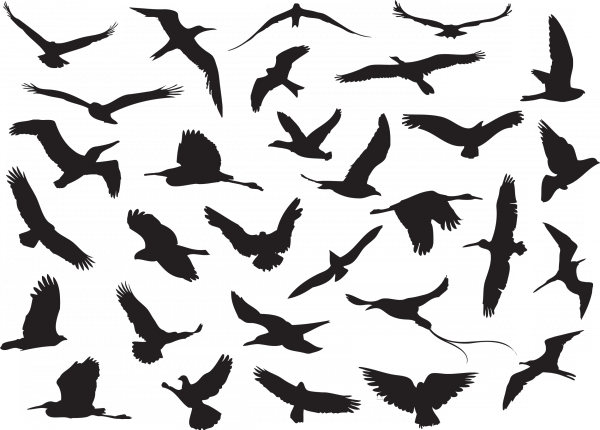 Силуэты птиц в векторных форматах cmx, eps и svg