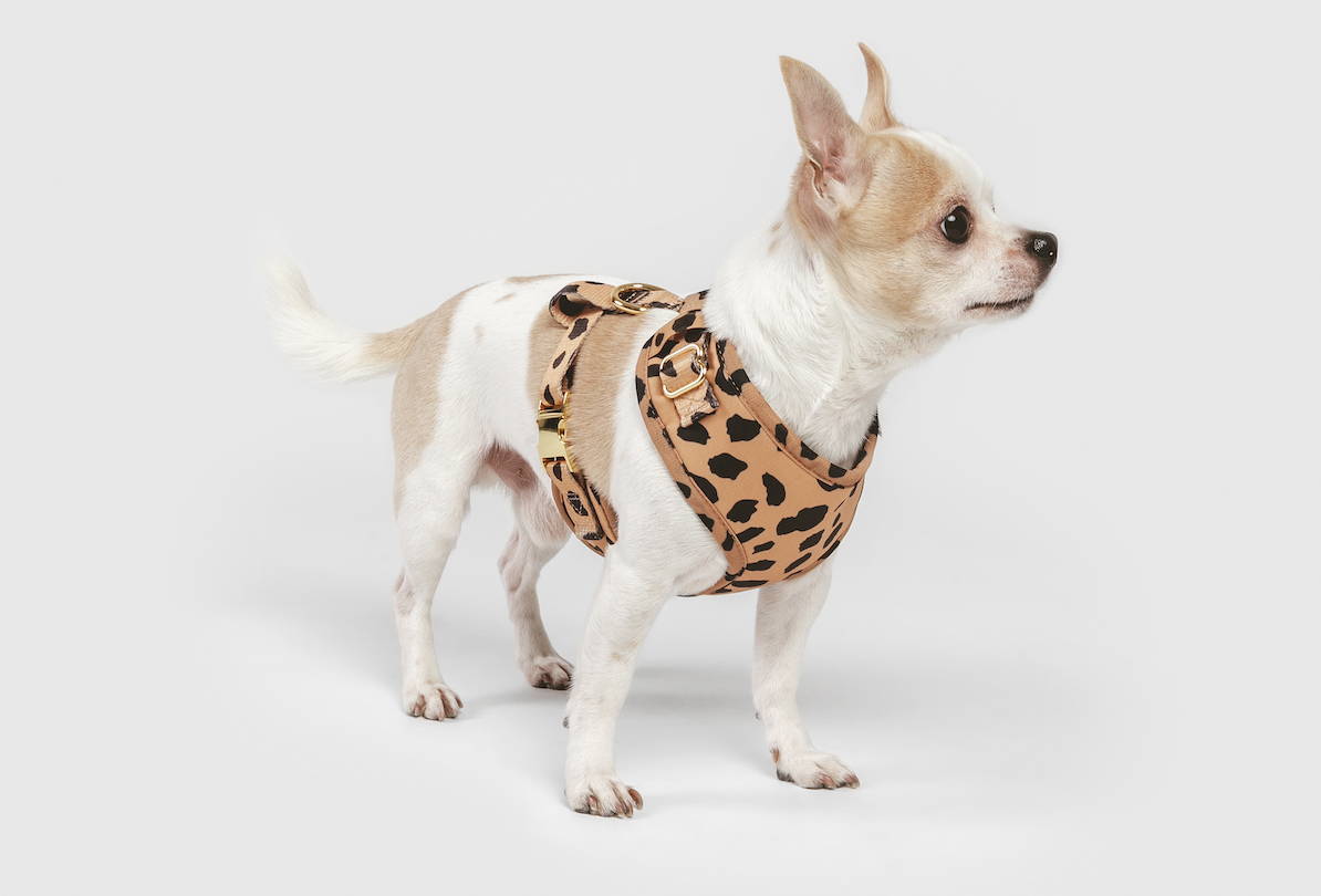 types of chihuahua breeds