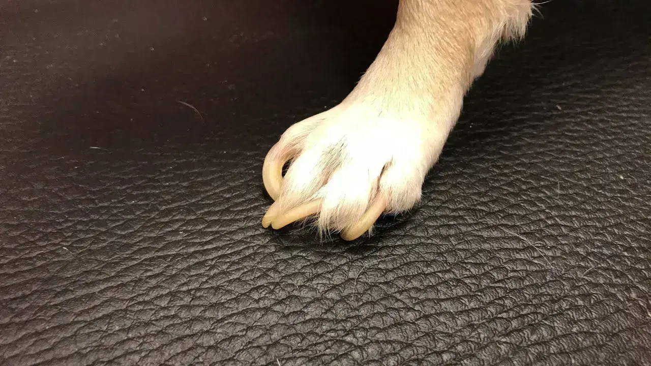 japanese chin mix with chihuahua