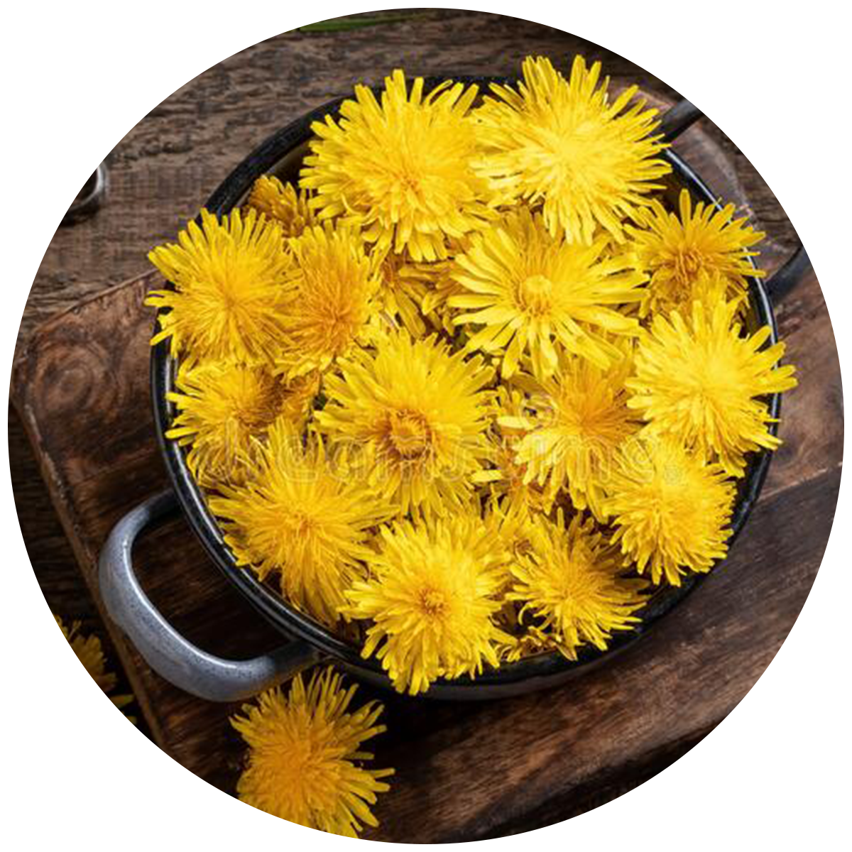 Bowl of Green powder made of spirulina found in the best Multivitamins for men
