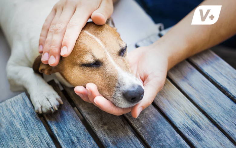 Dog with eyes closed and head cradled in its owner's hands