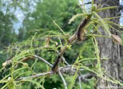 gypsy_moth_caterpillar_damages