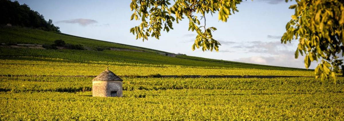 Vignoble de Bourgogne, Côte de Nuits et Côte de Beaune
