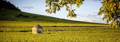 vignoble de Bourgogne