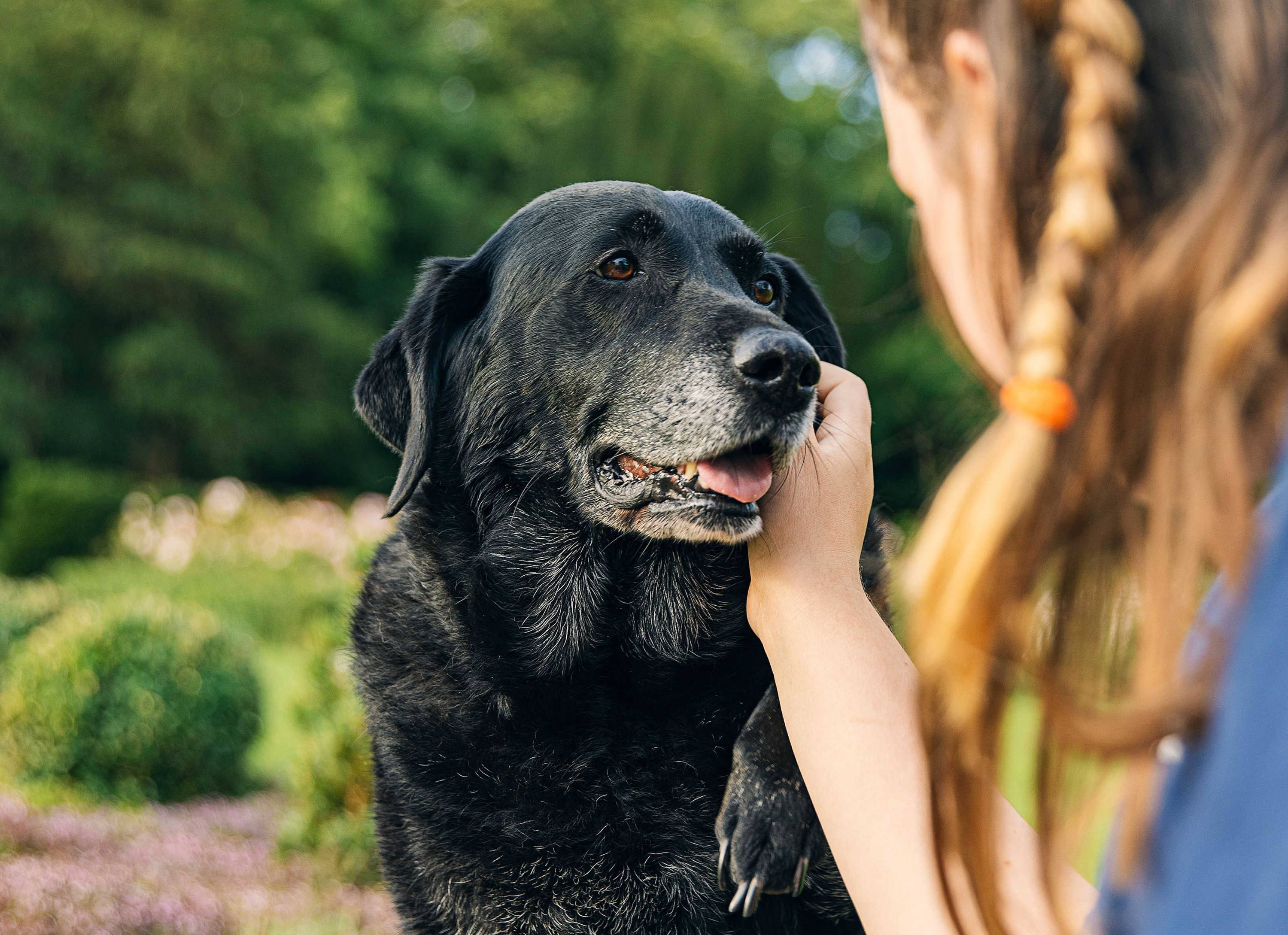 Senior Black Labrador with white fur on the muzzle being gently pet on the cheek