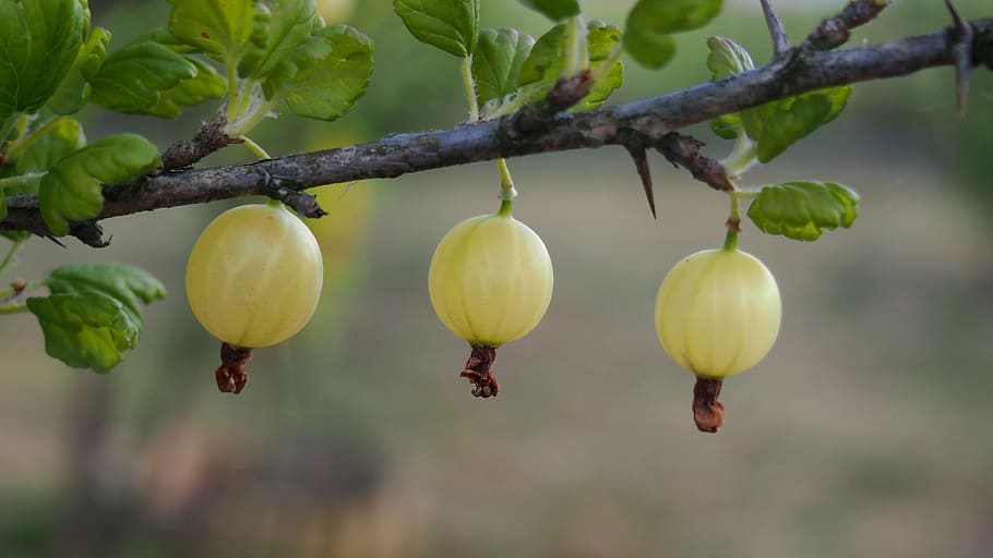 An image displaying three unripe Gooseberry fruits - they are spherical and pale yellow, with the husks of dead flowers still clinging to the bottom of the fruits. 