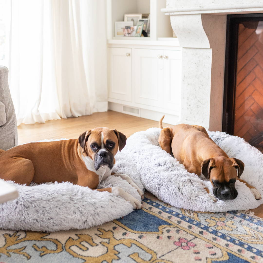 Two boxer dogs sitting on separate Bedface pet beds.