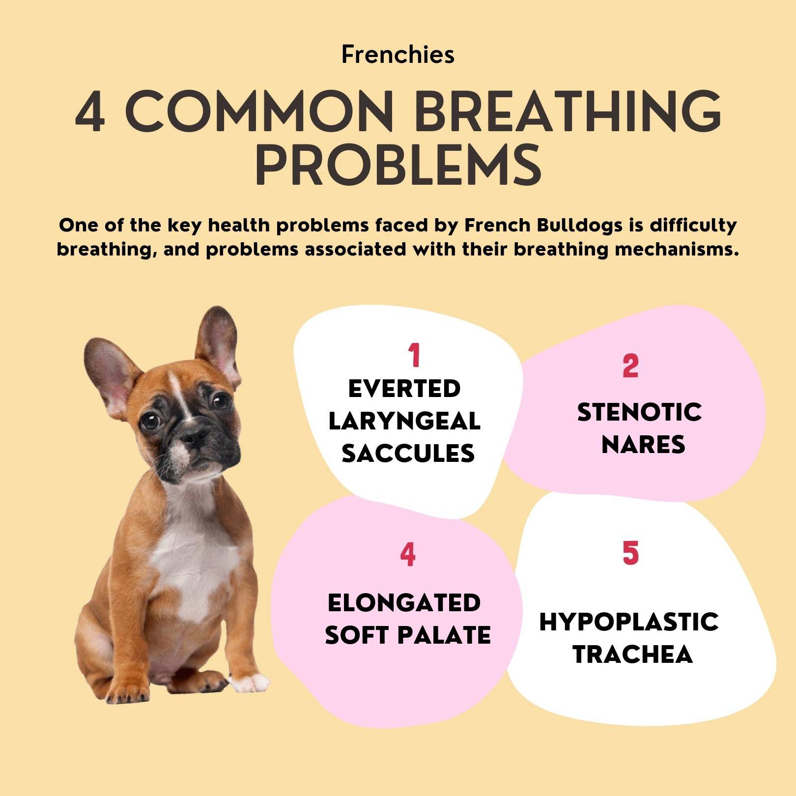 breathing problems affect frenchies life expectancy