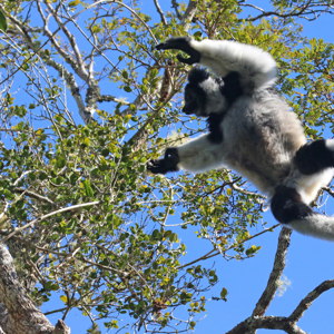 Guest Hub - Madagascar Travelling