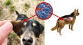 Glücklicher Hund und Hundebesitzer