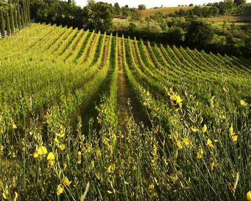 Cooking classes San Gimignano: An experience through the authentic flavors of rural cuisine