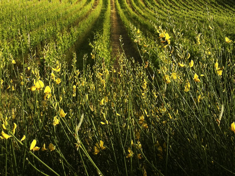 Cursos de cocina San Gimignano: Una experiencia en los sabores auténticos de la cocina rural.