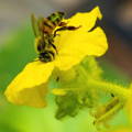 honeybee-collecting-nectar-and-pollen-squash-flower