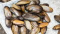 collection of freshwater pearl mussels captured