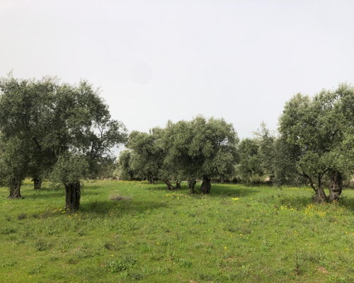 Food & Wine Tours Giovinazzo: Bike tour with tastings and a visit to the olive mill