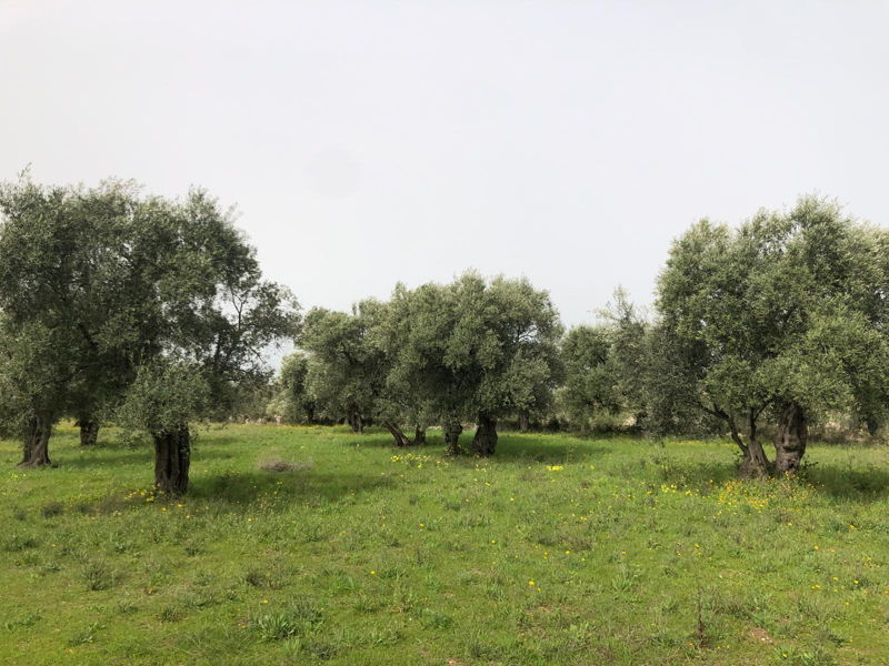 Food & Wine Tours Giovinazzo: Bike tour with tastings and a visit to the olive mill