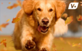 Happy Golden Retriever dog running through a flurry of autumn leaves