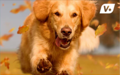 Golden Retriever bounding playfully through autumn leaves