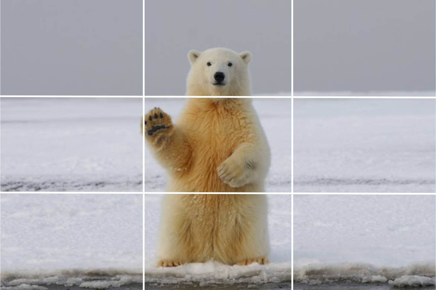 Orso polare inquadrato al centro della foto - composizione fotografica
