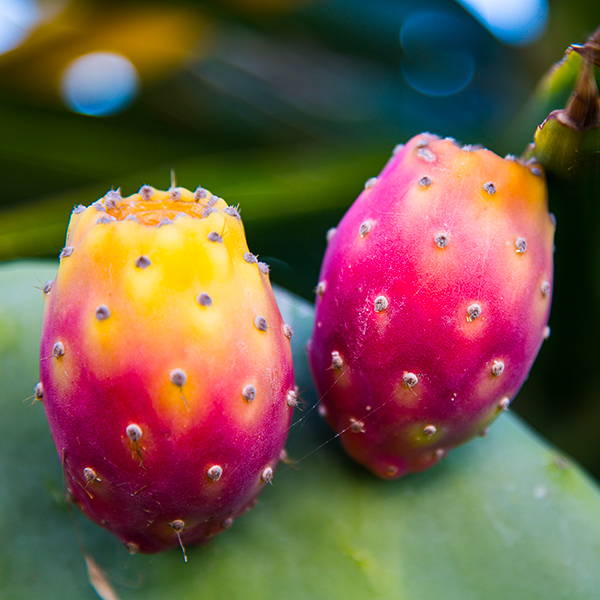 Why use BARBARY FIG?