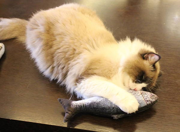 Ultra realistic cat fish toy