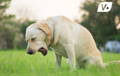 Dog leaning over vomiting in the grass