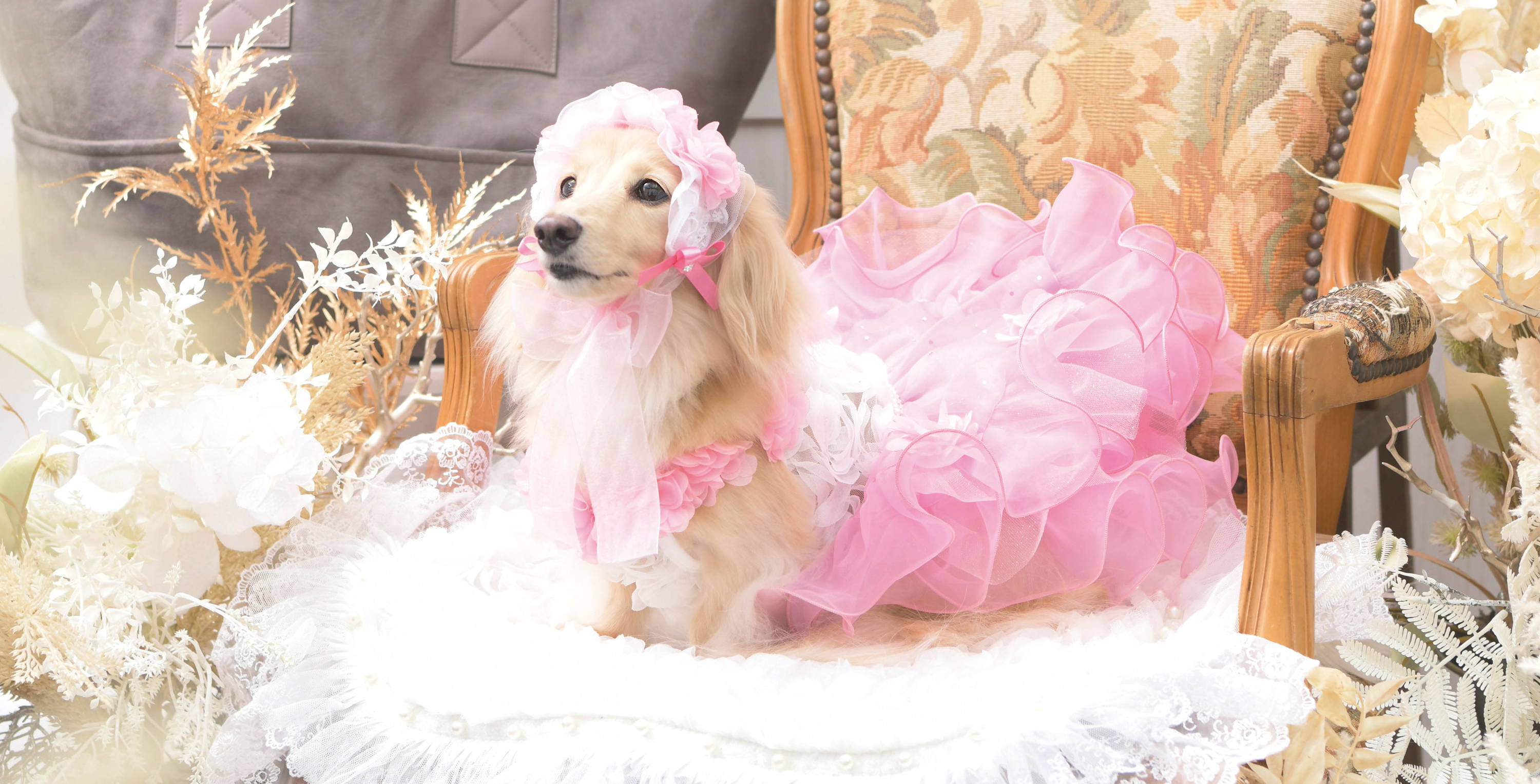 Luxebirdie（リュクスバーディ）|小型犬とのリュクスな生活を楽しむ 