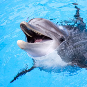 Swim with the Dolphins on our Honeymoon