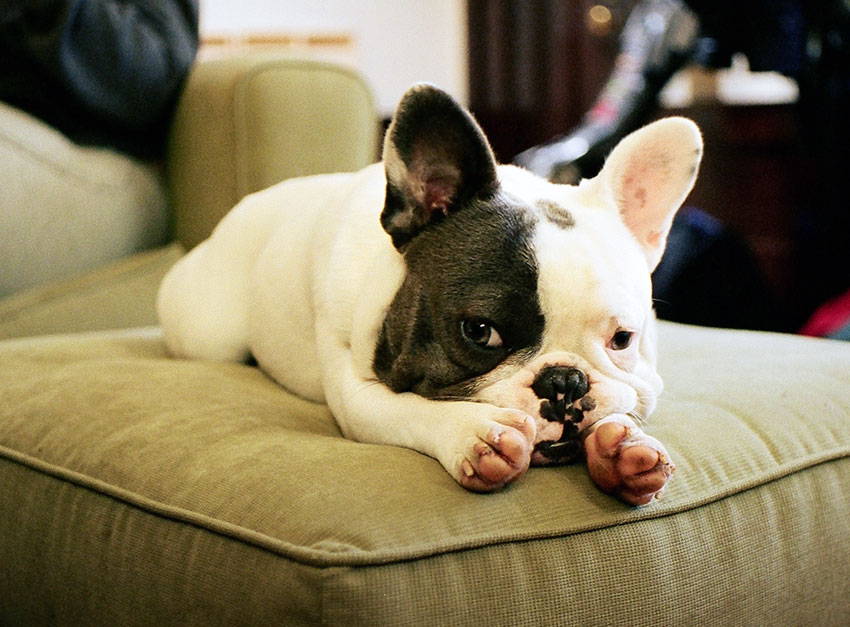 symptoms of separation anxiety in french bulldogs