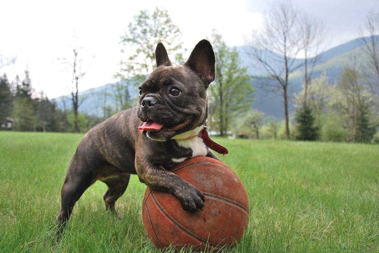 french bulldog drooling excessively