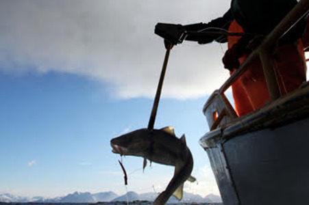 man catching a fish.jpg