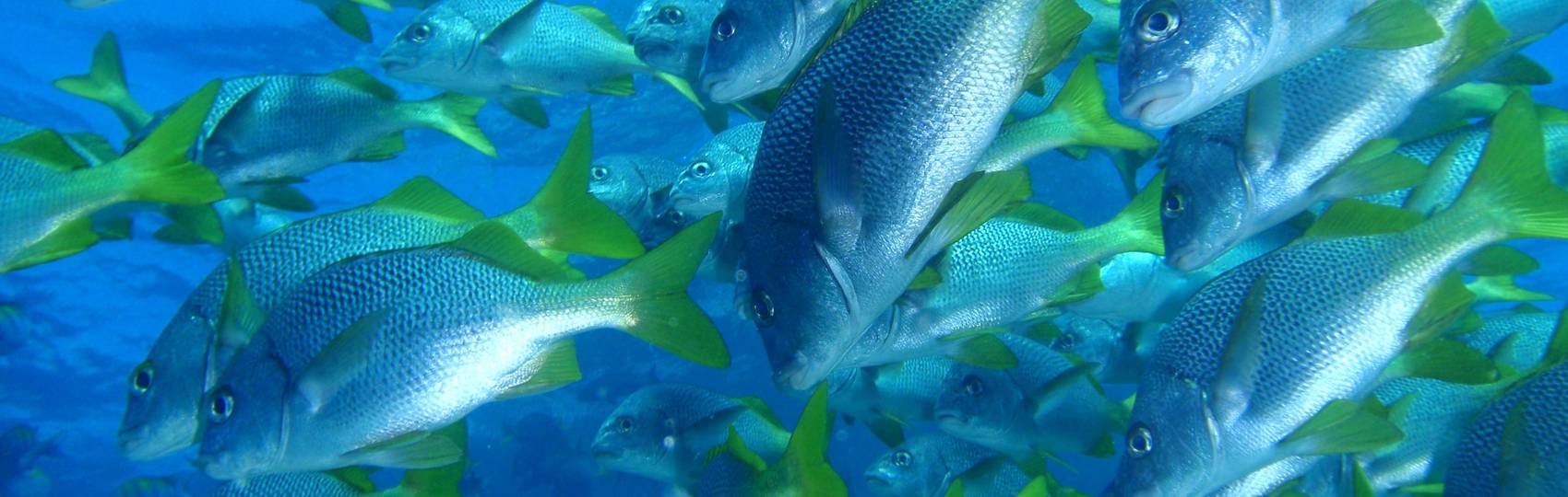 GALAPAGOS ESSENTIALS - 5 days