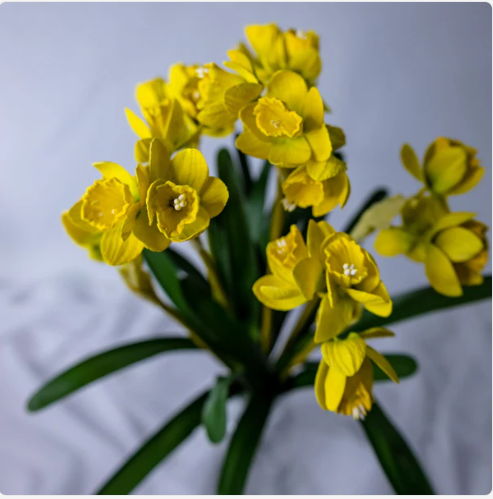 Narcissus/Jonquils - Realistic Artificial Flowers - Image 3