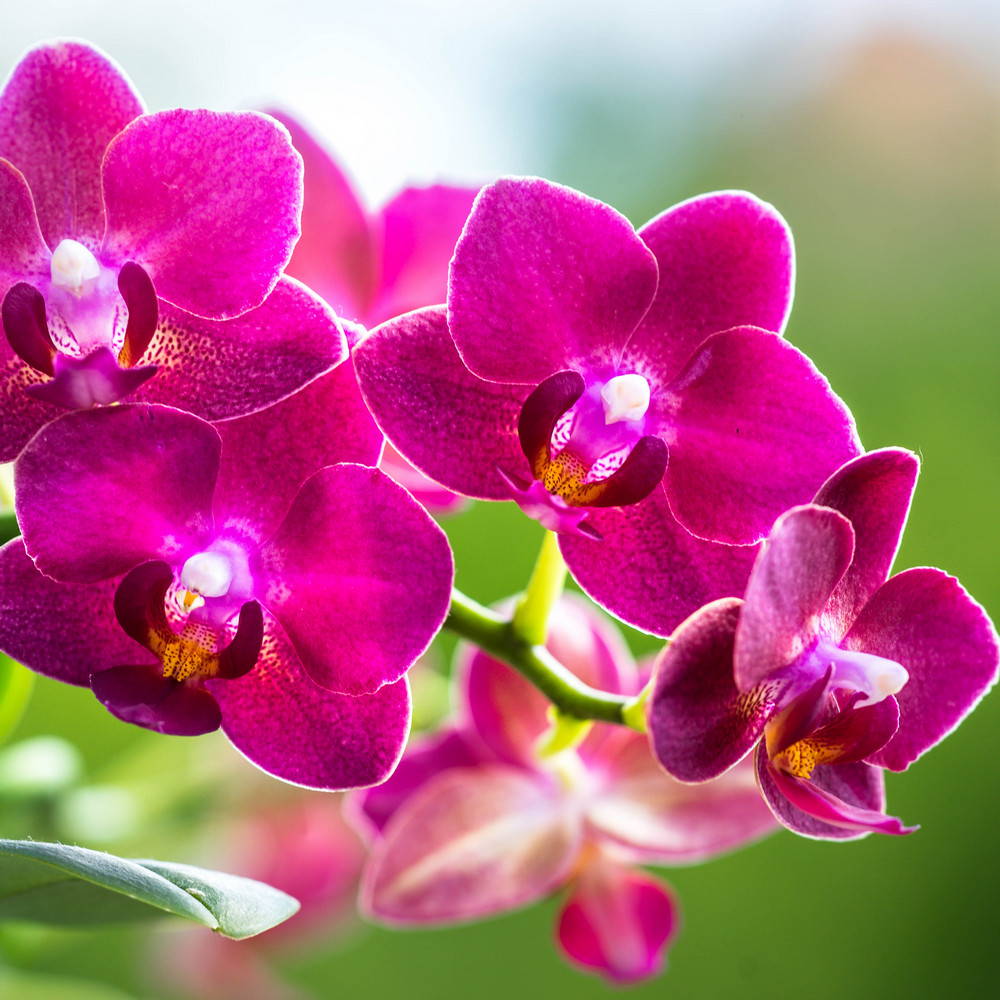 Orchids | BLUESKY