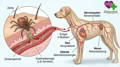 Zeckenbiss Krankheitsgefahr