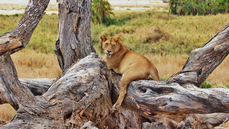A Lion in the Serengeti, Tanzania 