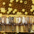 various-stages-honeybee-development