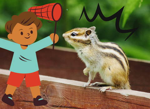how_to_catch_a_chipmunk