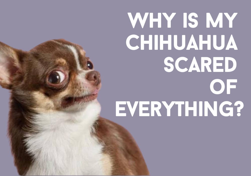 scared chihuahua