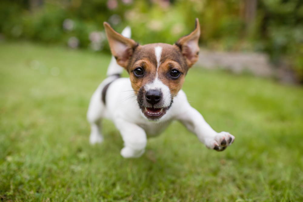 Small, happy dog with zooms running across the grass