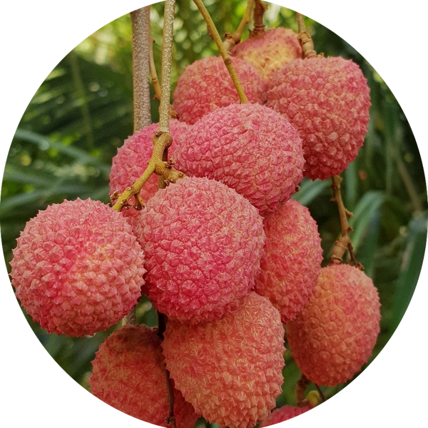 litchis-frais