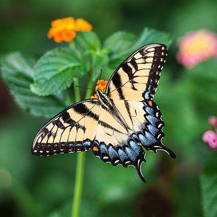 Butterfly vegan jewellery