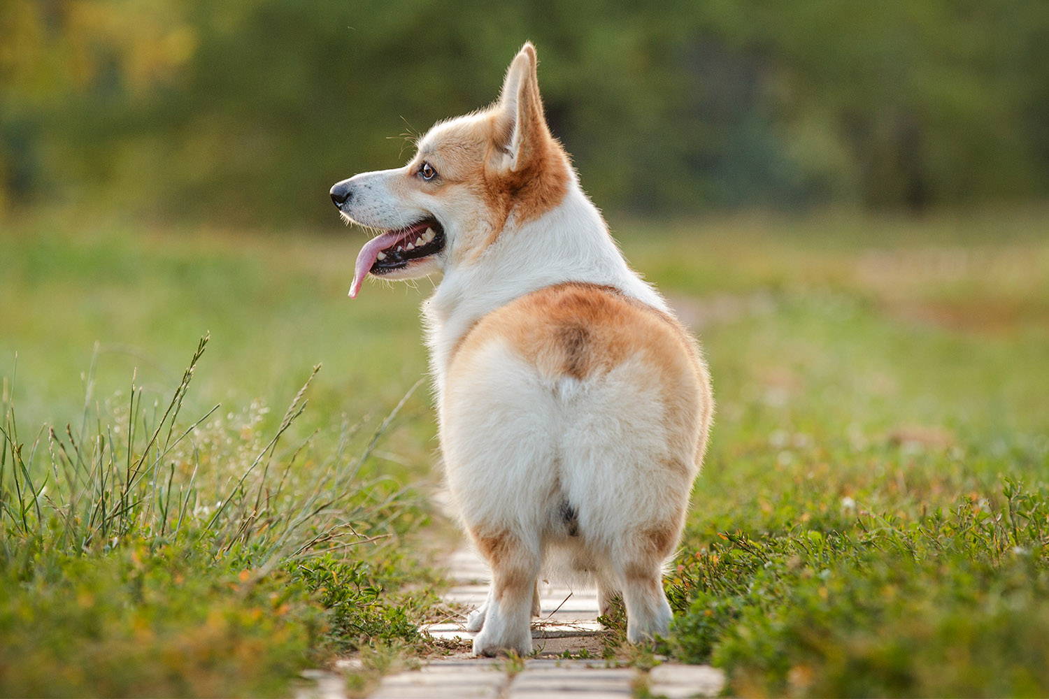 Dog outdoors on a walk