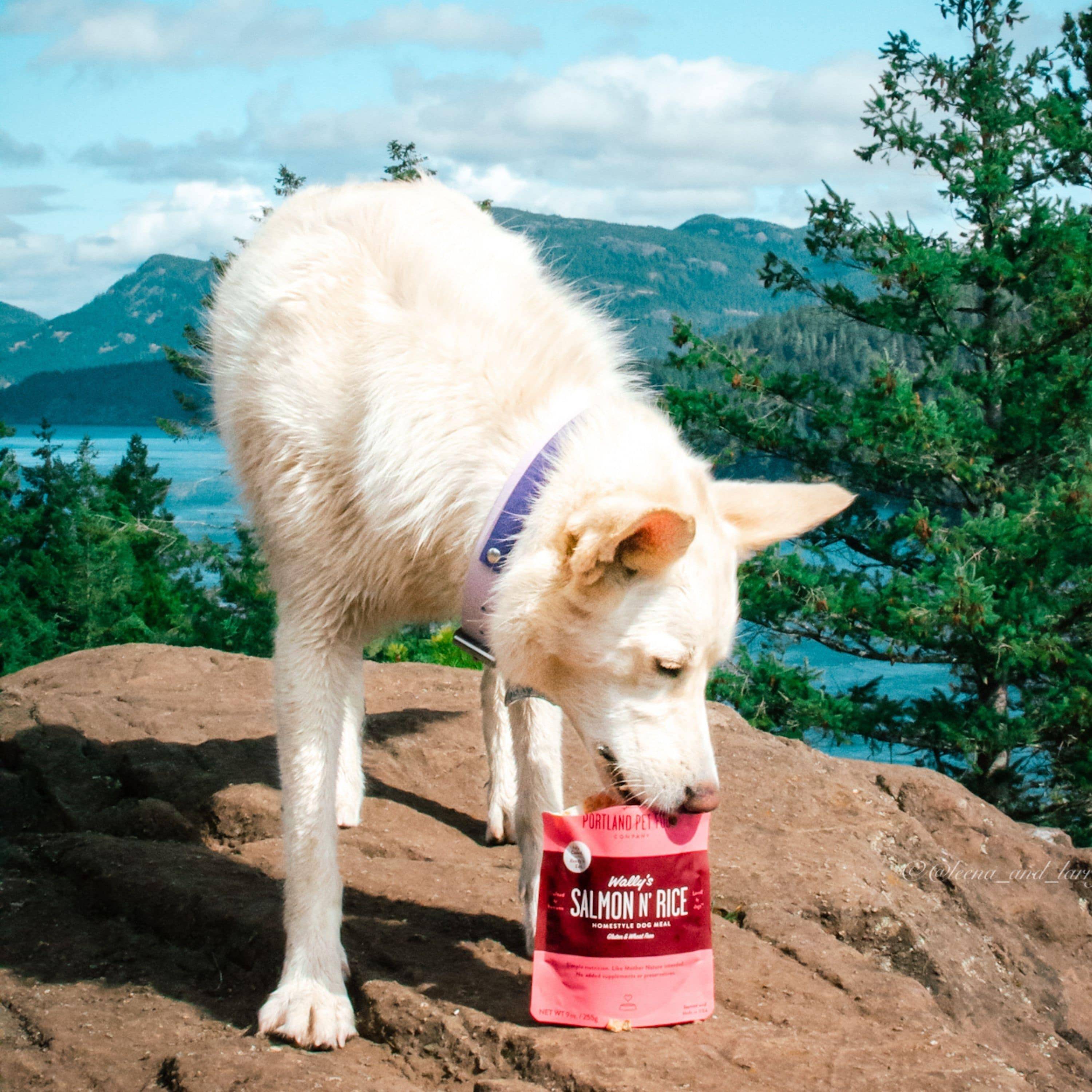 A puppy in a dog food delivery box licking a wet dog food from the pouch.