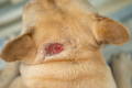 Closeup of a dog hot spot behind the ear