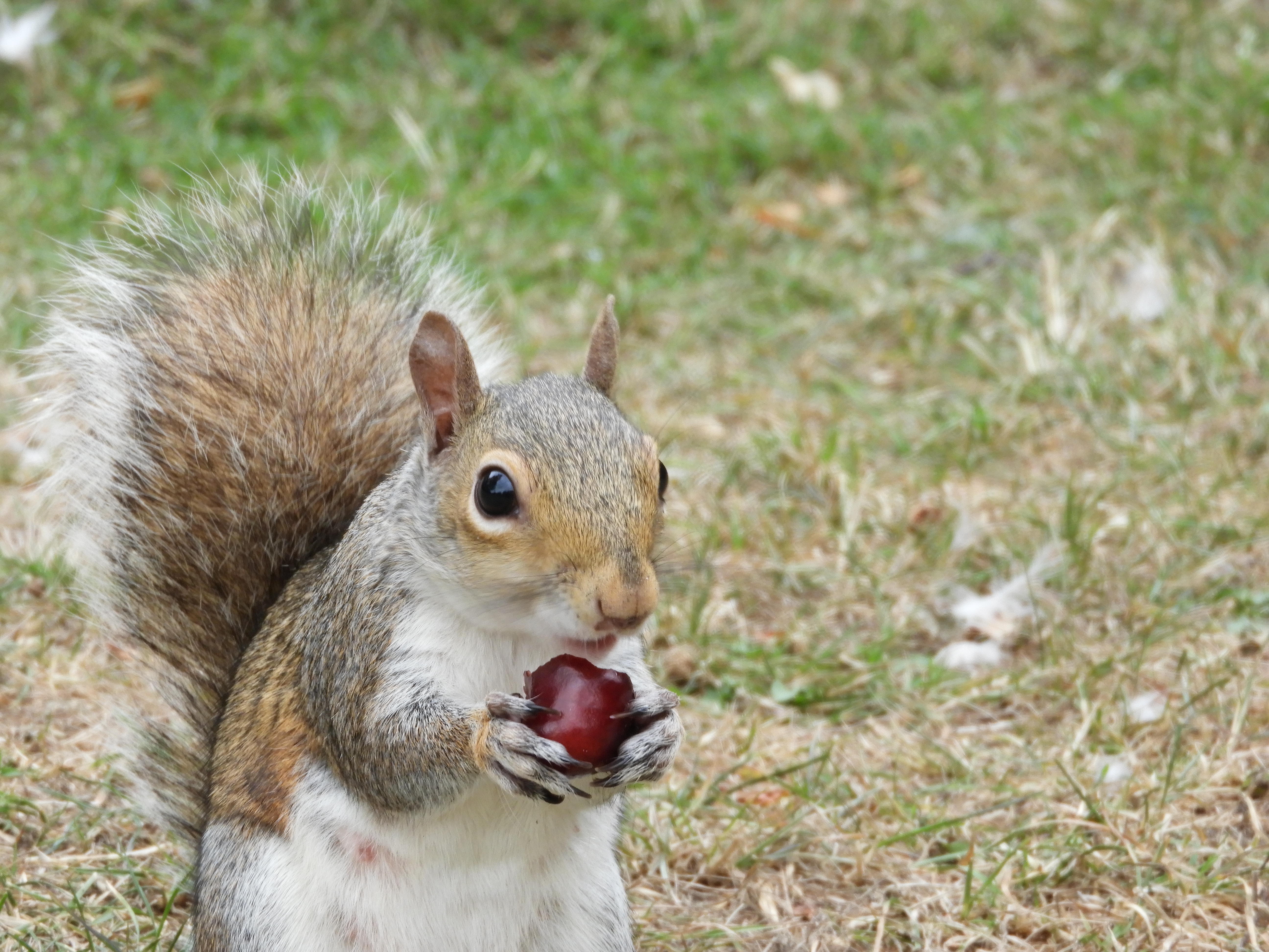 A grey squirrel holding a red fruit in its hands standing on the grass