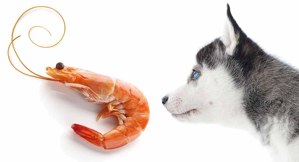 health benefits of shrimps for dogs