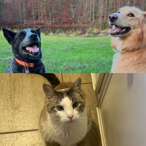 PetSmart Hotel stay during the wedding weekend